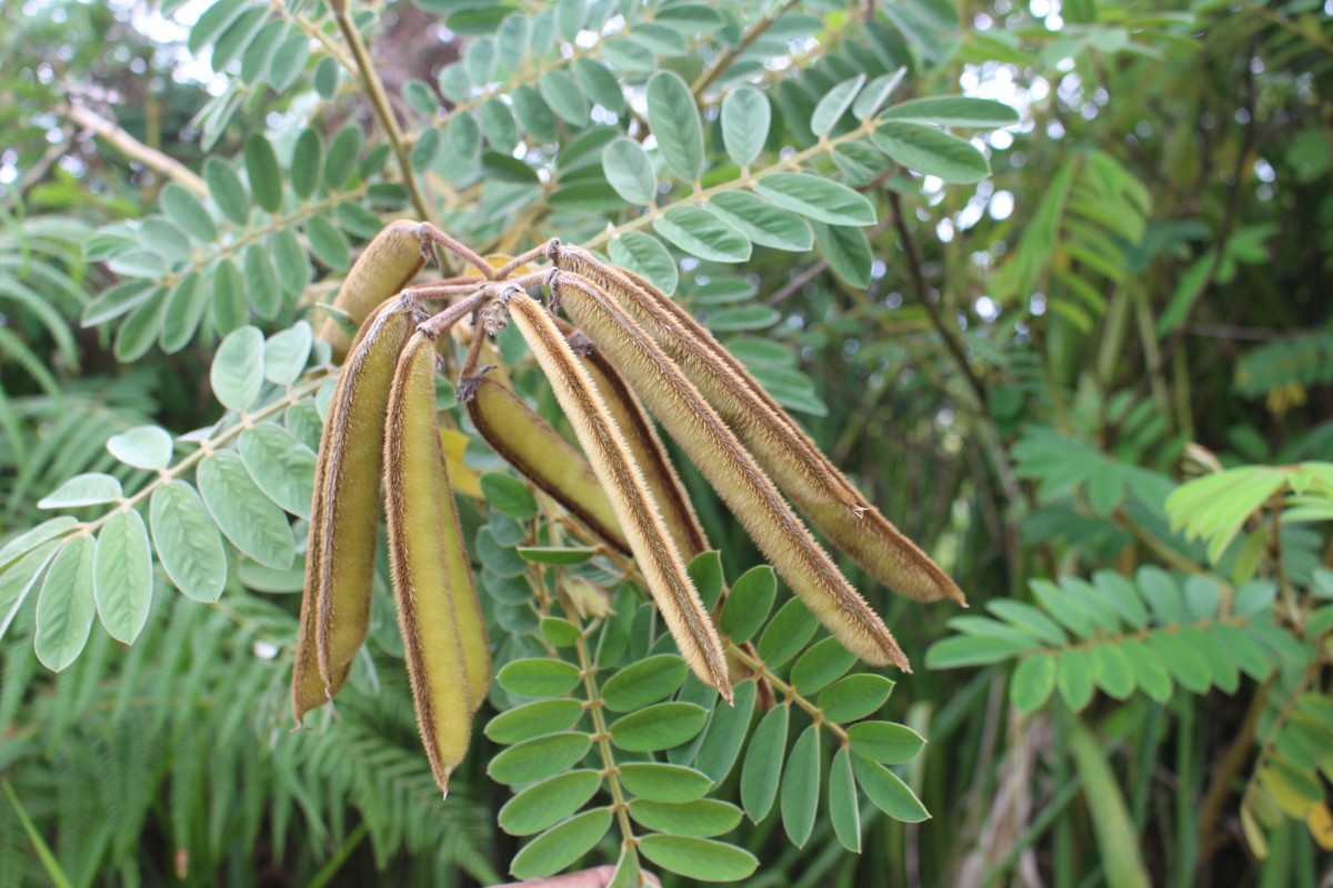 Tephrosia vogelii Hook.f.